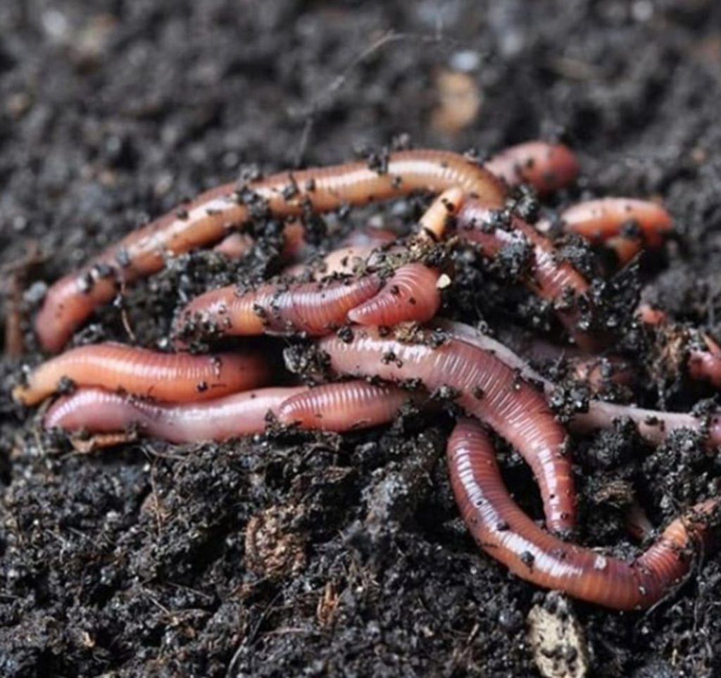worms-vermis-fertilizers-1024x963