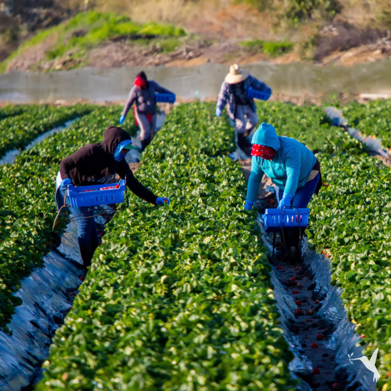 Is Regenerative Agriculture A Solution to Migration & Climate Crisis?