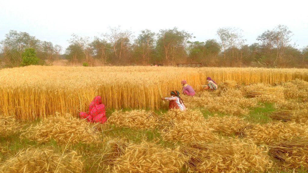 The Faces Behind the Food: Women in Agriculture - Producers Stories