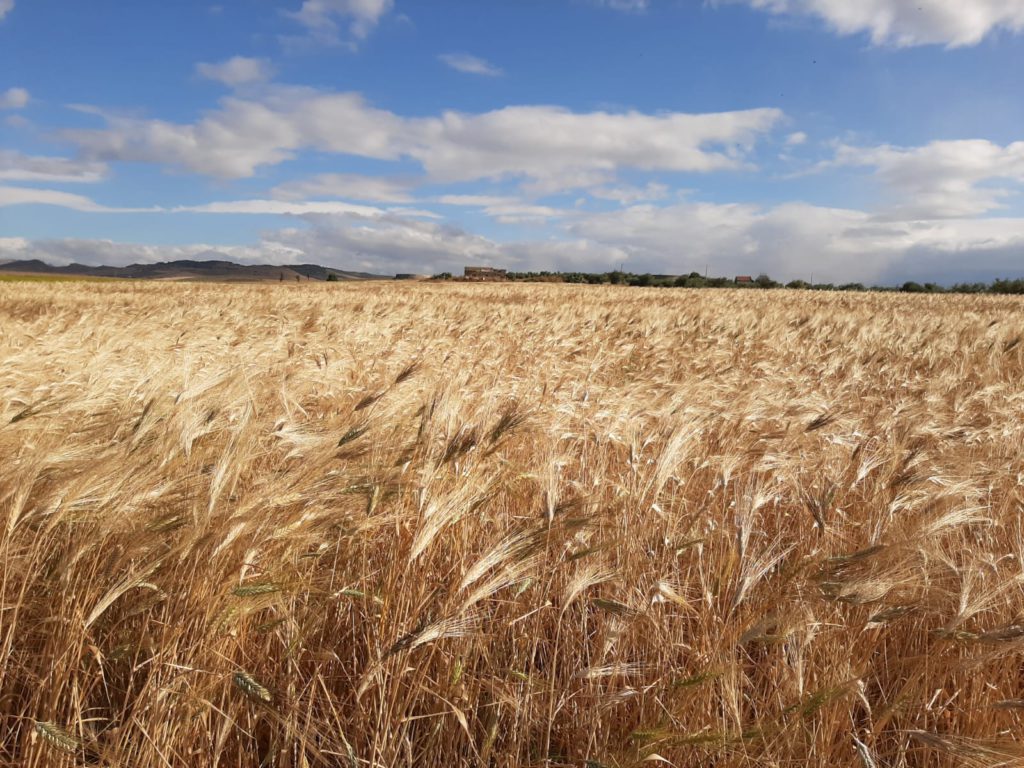 2-Minardo-ancient-grain-pasta-cultivations-1024x768