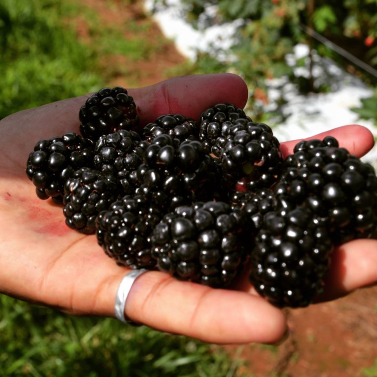 How Food Waste Affects Us All