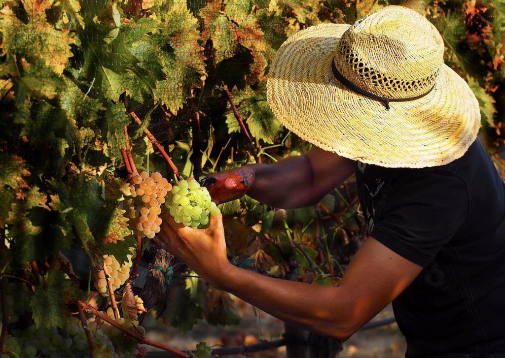 Troon-Vineyard-1024x727