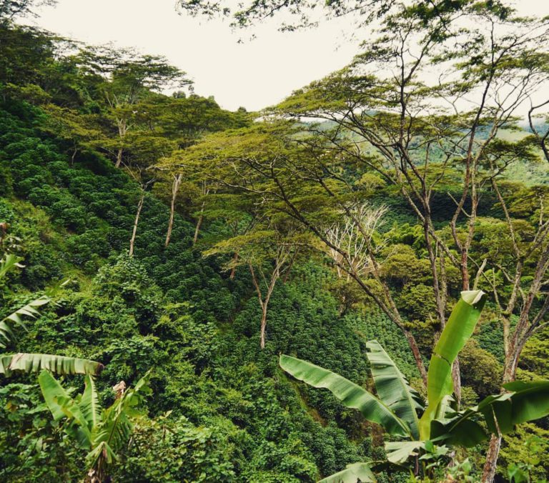 Biodiversity & COP 15: A Review From Producers Trust