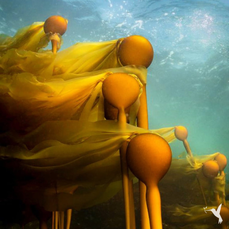 Carbon Sequestration Might Be the Climate Solution We Need