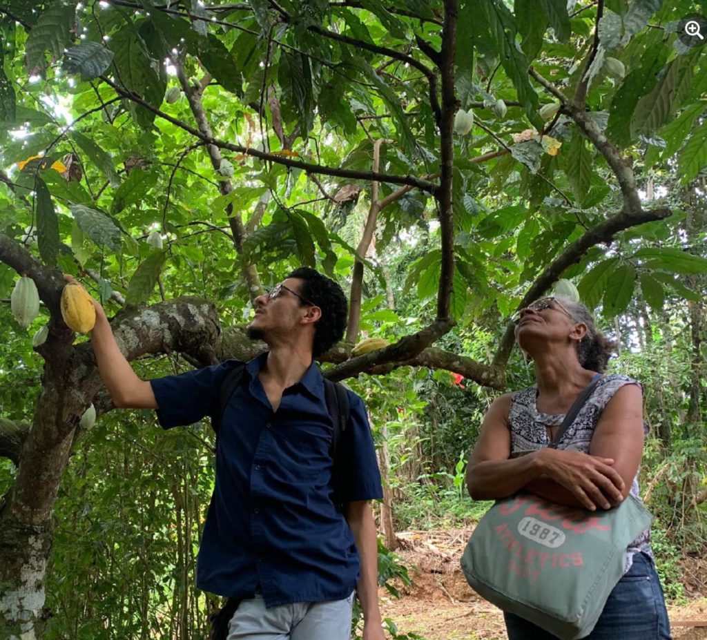 Plant Trees, Eat Breadfruit, & Regenerate Your Reality - Producers Stories