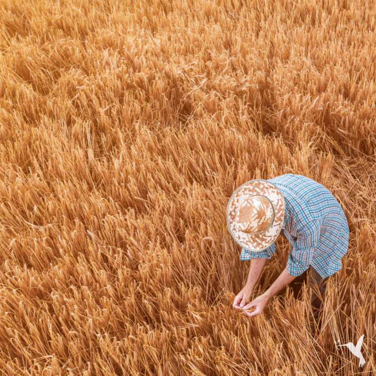 Food Security, Peace, & Conflict