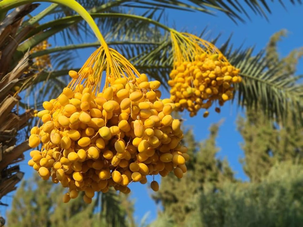 taybeh-organic-1024x768