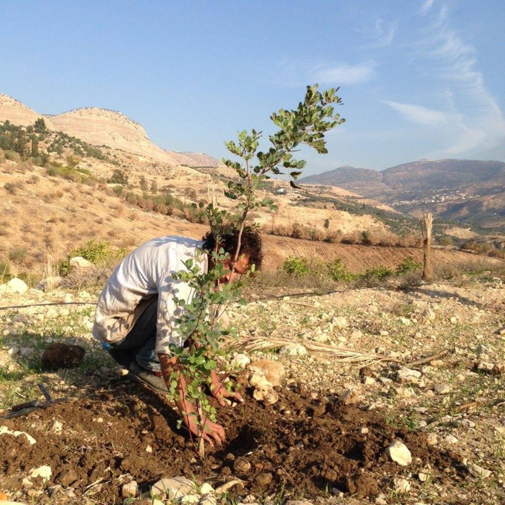 taybeh-organic-2-1024x1024