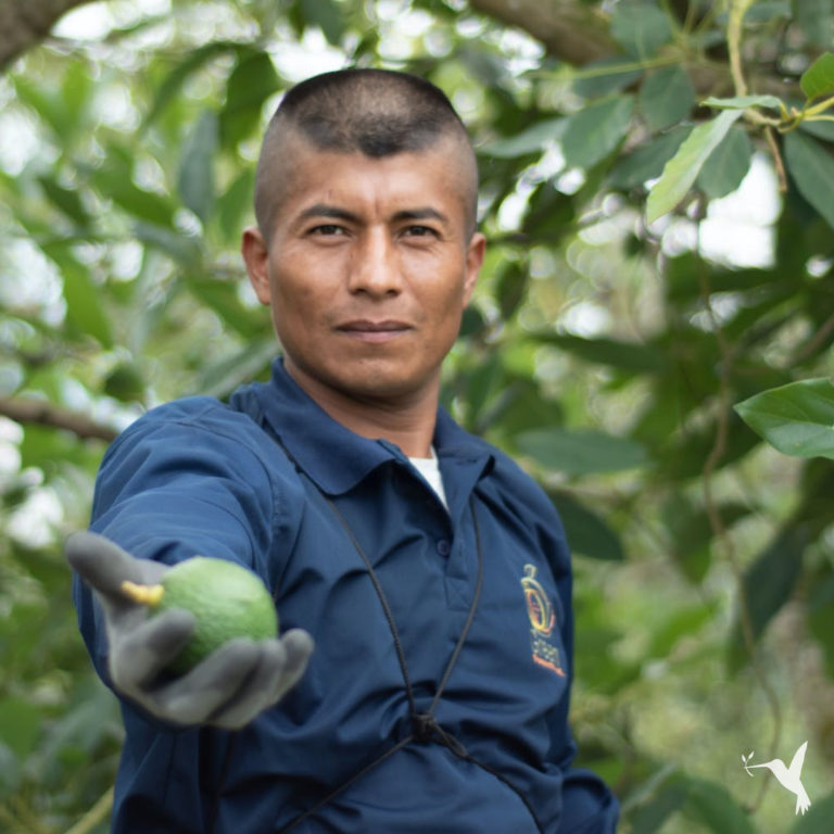 What Can You Do About the Avocado Crisis?