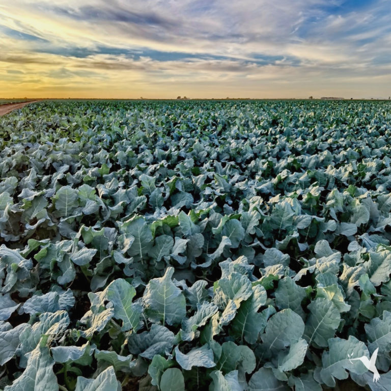 Producers Market & Food Security Solutions for 2022