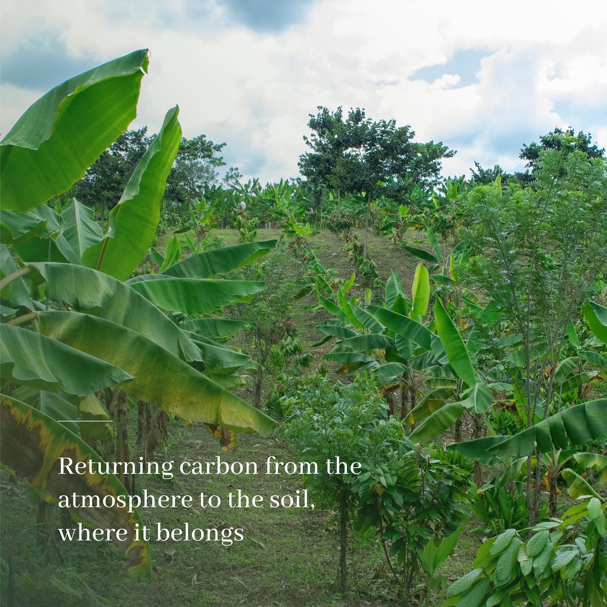 Carbon Insetting vs Carbon Offsetting: What You Need to Know ...