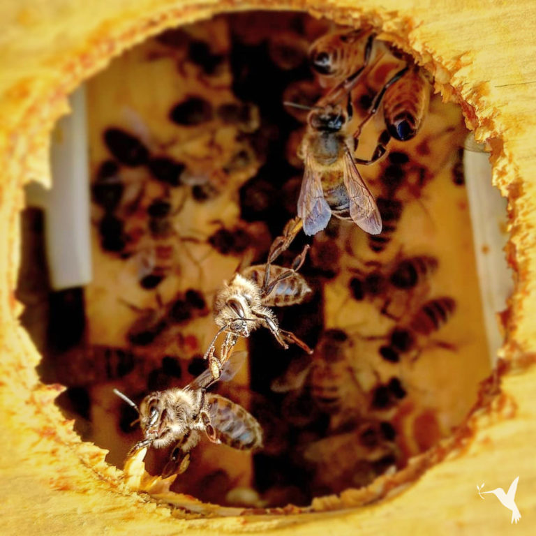 The Honey Industry: Sweet or Sticky?