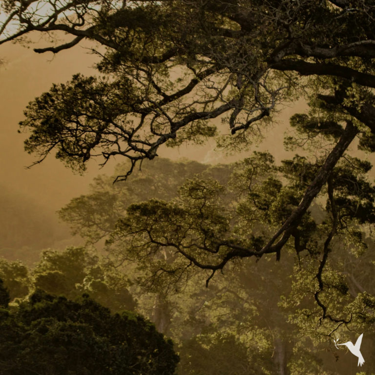 Carbon Insetting vs Carbon Offsetting: What You Need to Know