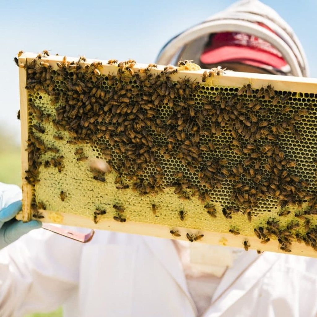 Why Beekeeping is more than Just a Hobby: Discover the Hidden Benefits - Promoting sustainable practices and reducing reliance on industrial agriculture