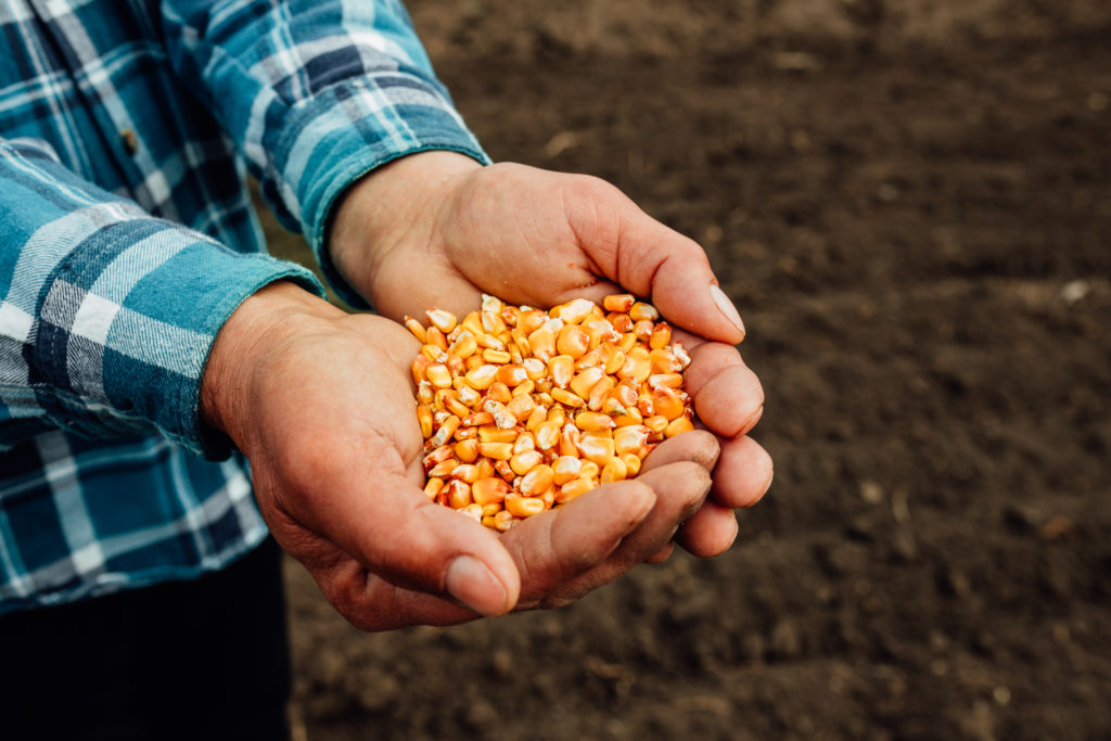 corn-seed-in-hand-of-farmer-maize-seed-in-farmer-2022-04-25-12-49-14-utc-1024x683