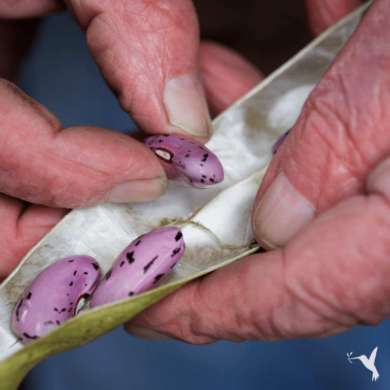 Why You Should Start Saving Seeds Today