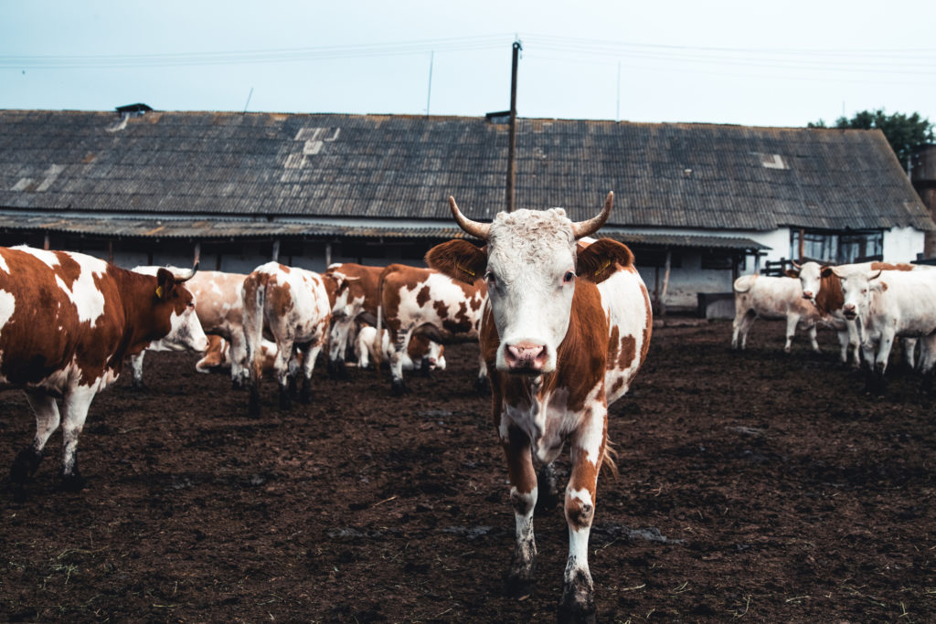 cows-on-the-form-milk-meat-production-household-2021-12-09-06-33-10-utc-1024x683
