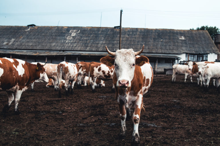 How Does the Livestock Industry Affect Climate Change