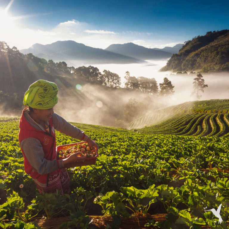 How You Can Support the Movement Towards Global Food Security