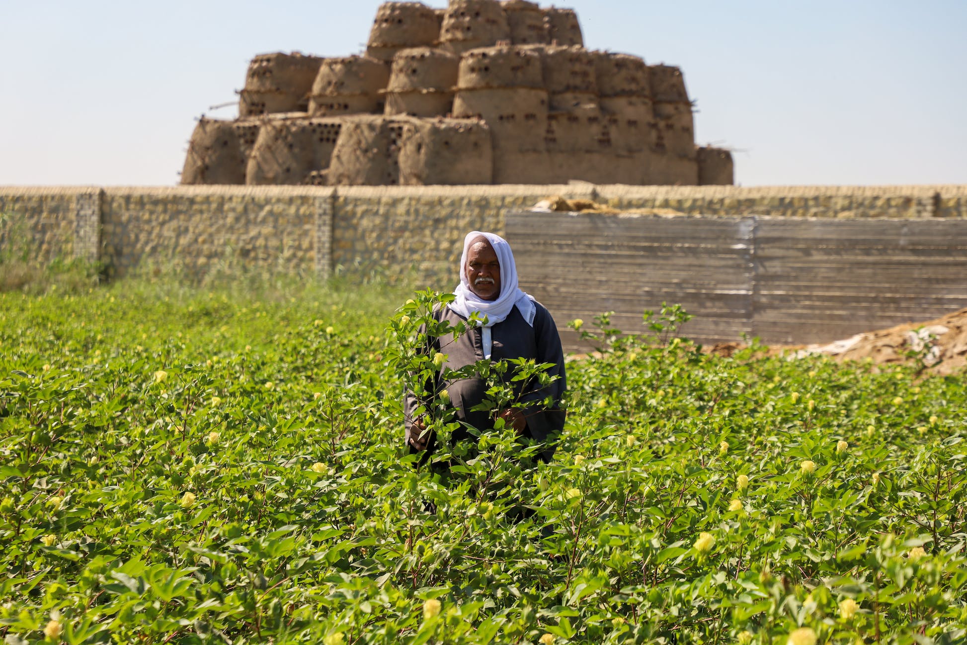 Sekem, Egypt: An Oasis of Regeneration & Inspiration - Producers