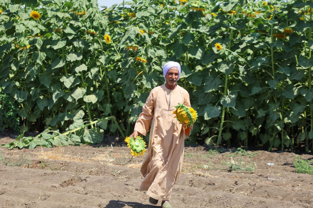 Sekem, Egypt: An Oasis of Regeneration & Inspiration - Producers